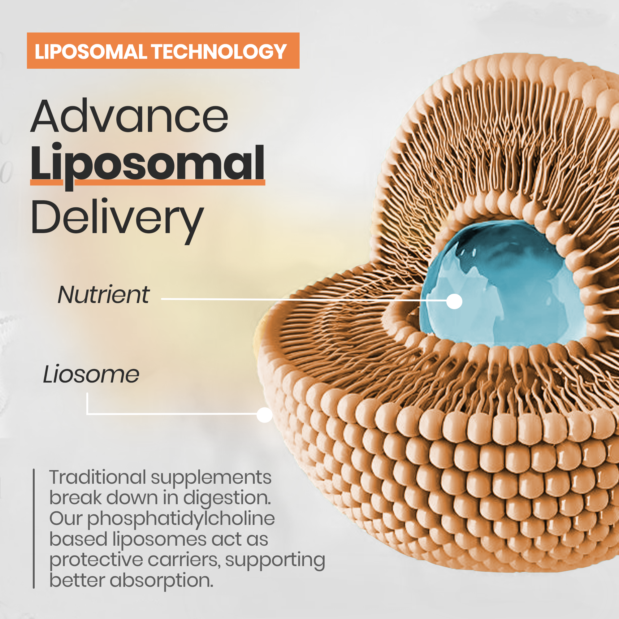 Borne Nutrition Liposomal Curcumin +